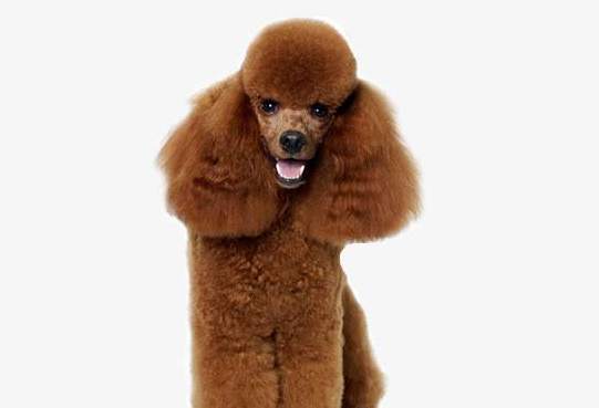 巨贵犬长多少刚开始发毛量,怎能让巨贵毛量足呢? 巨贵犬长多少刚开始发毛量,怎能让巨贵毛量足呢?