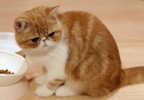 什么样的人不适合养猫
