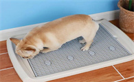小型犬体型大小对照表