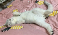 猫咪健康状态下的睡姿是怎样的呢
