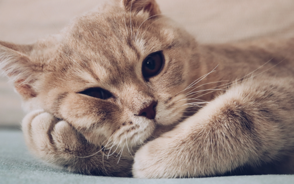 猫咪生病了怎么治疗