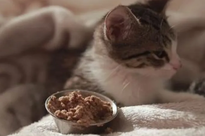 疑点解答，猫咪会不会绝食到饿死？