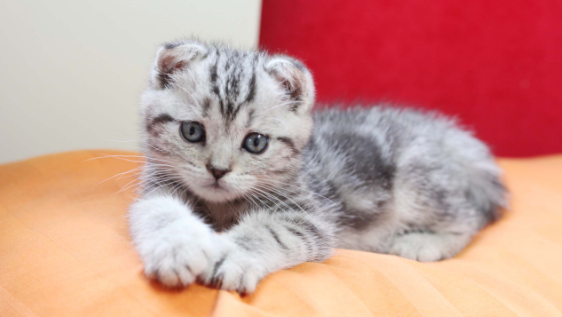 折耳猫的常患疾病有哪些?及时了解预防很重要 折耳猫的常患疾病有哪些?及时了解预防很重要