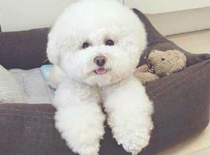 比熊几日也不进食怎么办呢？