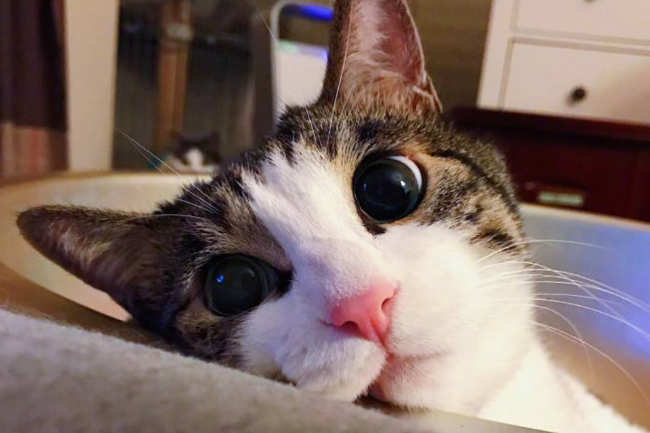 怎么培养猫咪吃饭的规矩？猫咪吃饭习惯！