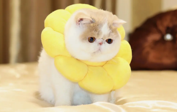 加菲猫的肚子很大是正常的吗?是什么原因造成的? 加菲猫的肚子很大是正常的吗?是什么原因造成的?