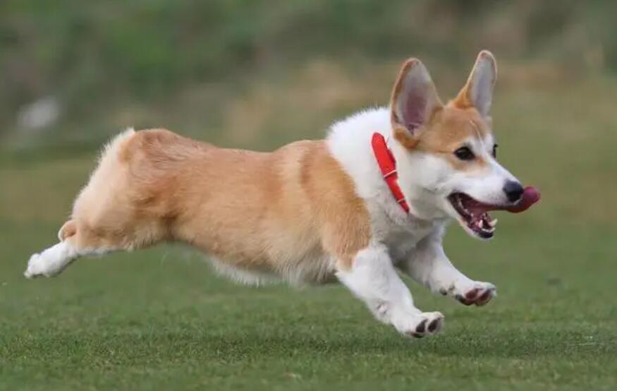 柯基犬耳朵里面何时立，柯基犬好多个月耳朵里面能立