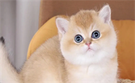 猫咪为什么屁屁冲着你睡觉