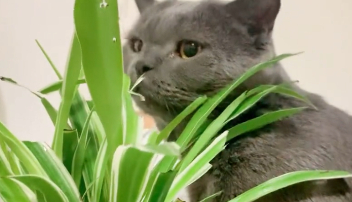吊兰对猫咪来说有毒吗