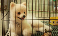 为什么狗狗和主人的关联,愈来愈生疏?原因在这