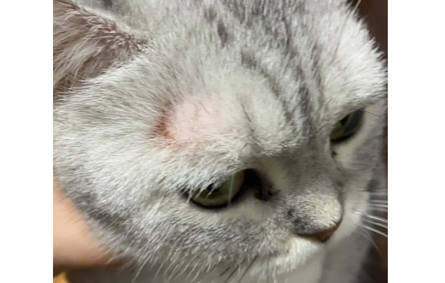 猫斑秃和猫癣的区别有哪些？