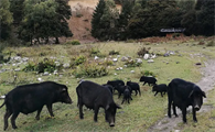 藏香猪养殖技术要点