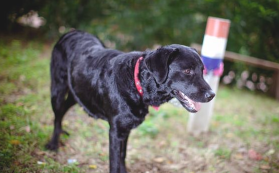 纯种拉布拉多犬为何非常少见?这3个“托词”骗了人们好长时间 纯种拉布拉多犬为何非常少见?这3个“托词”骗了人们好长时间