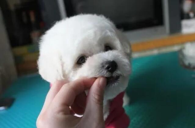 比熊犬三个月怎么样喂养好