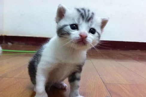 猫用驱虫药使用的时间是什么？猫咪驱虫时间！