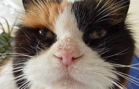 宠物猫精神忧郁时的表现是什么？来看看吧