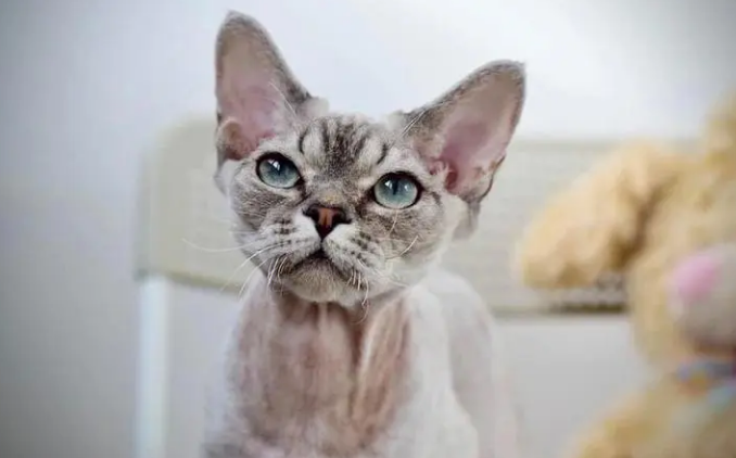 德文山猫色稀有吗