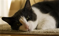 喵星人不爱动怎么办?猫不会动了怎么办?
