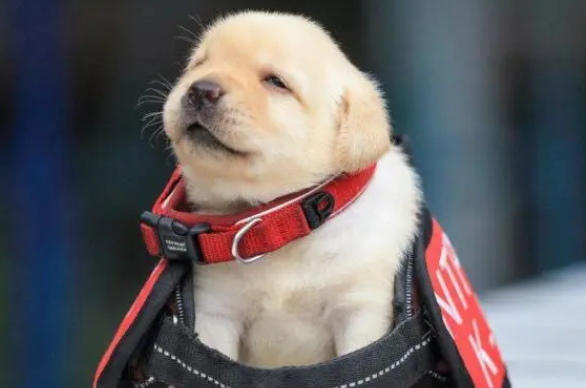 训练幼犬要留意这些！