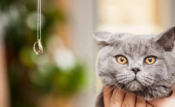 猫咪为什么喜欢玩戒指呢 猫咪为什么喜欢玩戒指呢