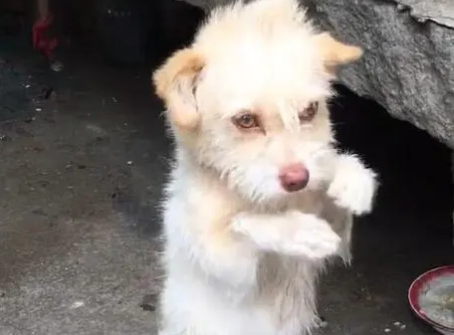 狗狗为什么见人就拜拜