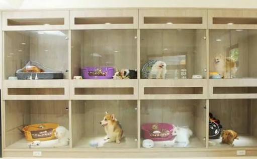 宠物店寄养狗狗怎么收费