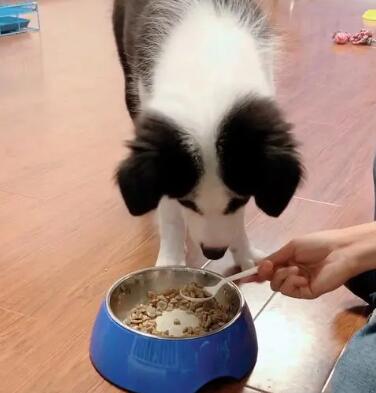如何自制边牧犬狗粮视频
