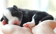 刚到家的幼犬必须注意什么？来get下吧