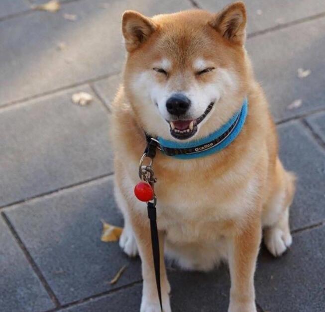 养柴犬的5个益处,我不心动吗? 养柴犬的5个益处,我不心动吗?