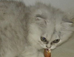 猫咪天生就爱吃鱼吗？