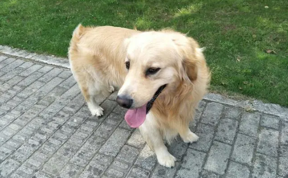 狗狗临死前会怎么样 狗狗临死前会怎么样