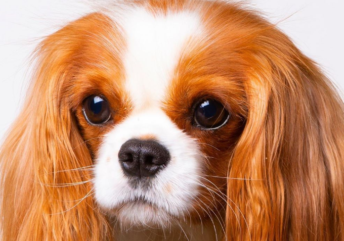关于查理士王小猎犬的常识，你了解多少？