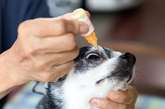 犬结膜炎怎么办？如何治疗犬结膜炎？