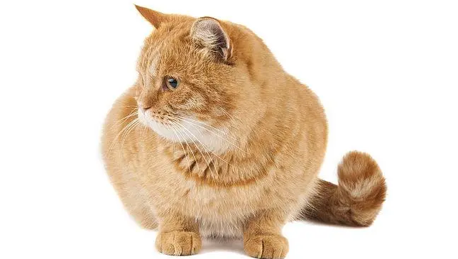 猫咪一生中最重要的6件事,新手必看! 猫咪一生中最重要的6件事,新手必看!