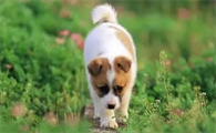 秋季狗狗必须怎样身心健康医护?应该怎么护理?