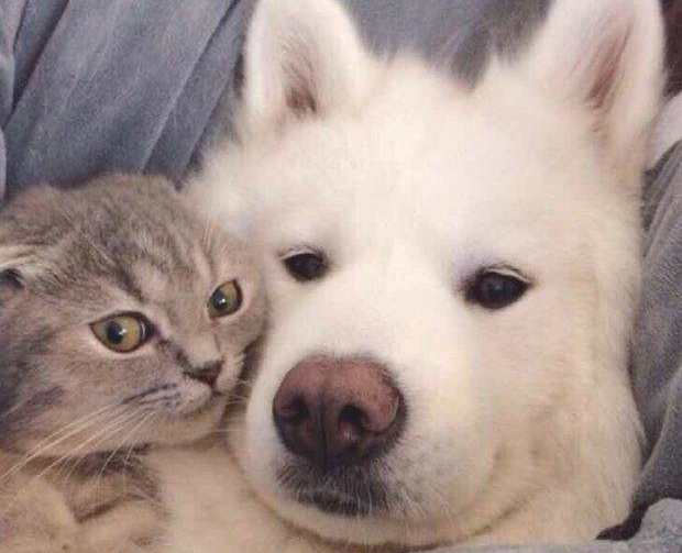 狗狗能和猫咪一起饲养吗? 狗狗能和猫咪一起饲养吗?