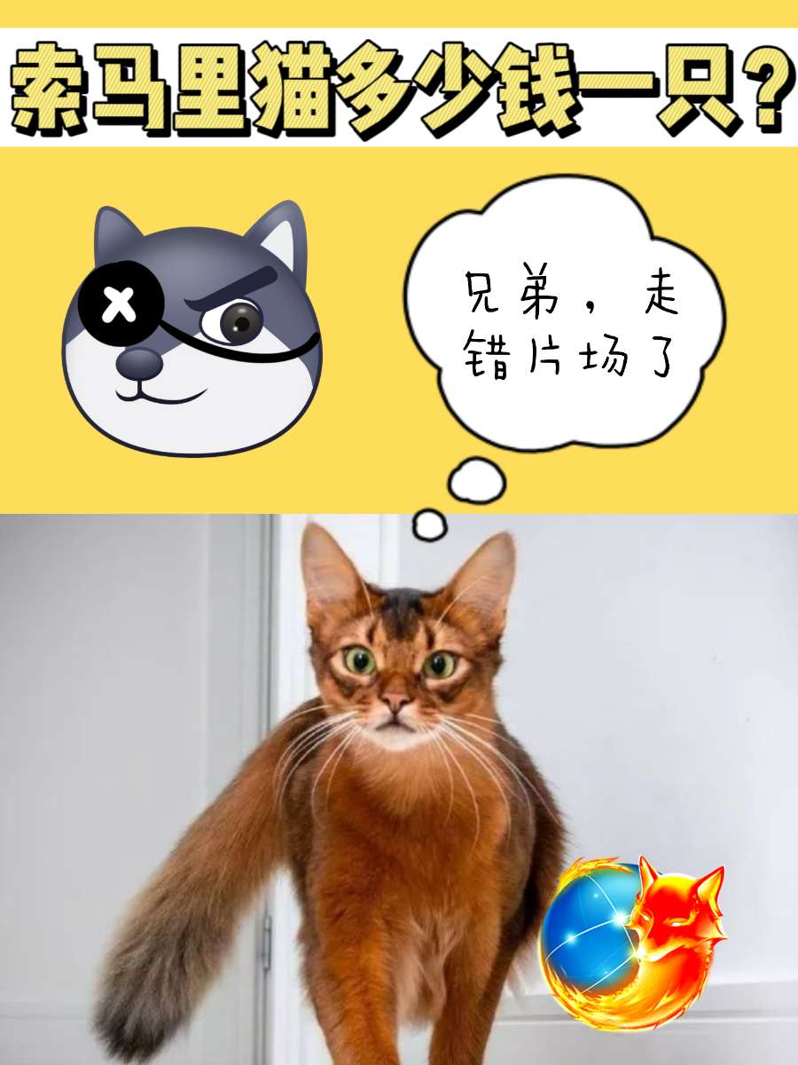索马里猫多少钱一只？焦糖味的野性火狐！