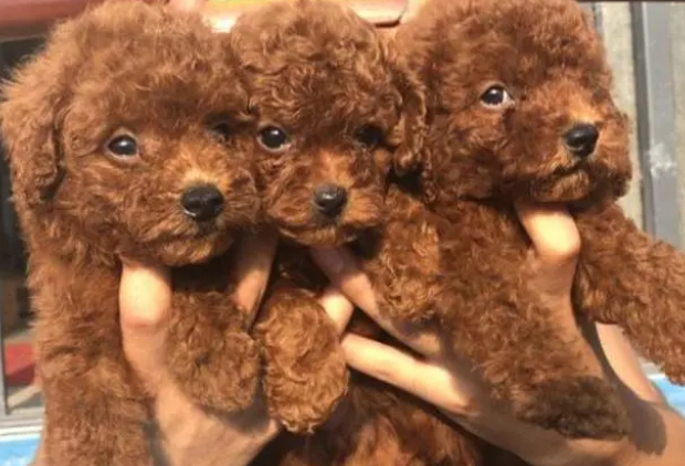 为什么“泰迪犬”那么多人养?有这类原因! 为什么“泰迪犬”那么多人养?有这类原因!