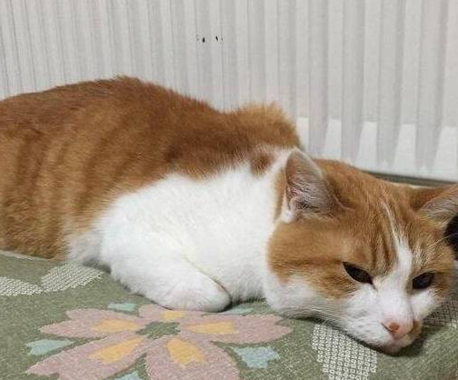 橘猫离家三天又回来了,从邻居口中得知了真相 橘猫离家三天又回来了,从邻居口中得知了真相