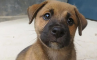 中华田园犬有多少品种