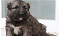 哪里有高加索犬舍
