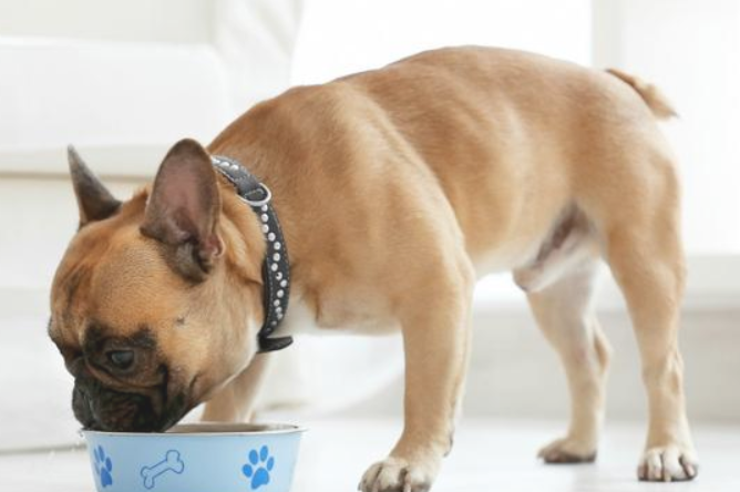 狗狗狂犬疫苗多长时间打一次？干货知识来了！