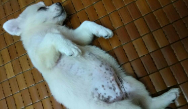 狗狗肚皮上长了很多小黑点是什么情况？