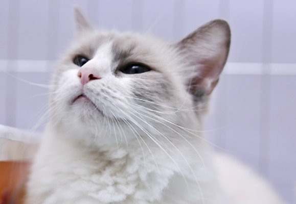 养布偶猫后悔