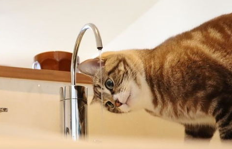 猫咪突然喝很多水是什么原因？有可能是这几个原因！