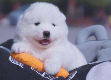 怎样给一个月的幼犬自做狗粮，给幼犬自做狗粮方式