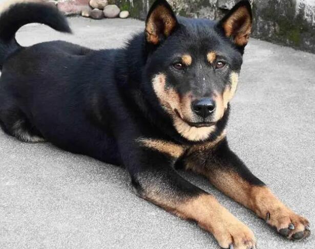 区分四眼土狗与罗威纳