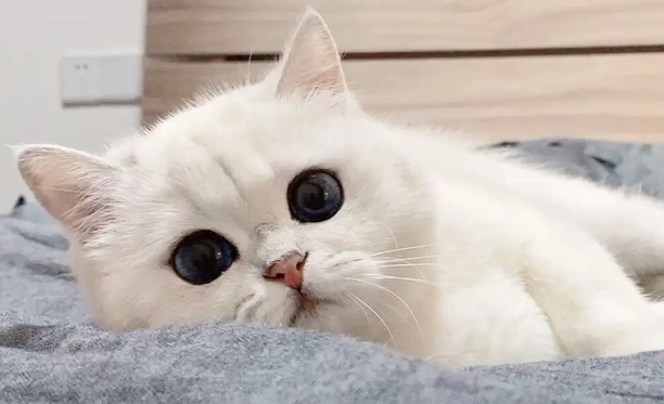 训练宠物猫的四种常见方法?训练猫的基本方法有哪些? 训练宠物猫的四种常见方法?训练猫的基本方法有哪些?
