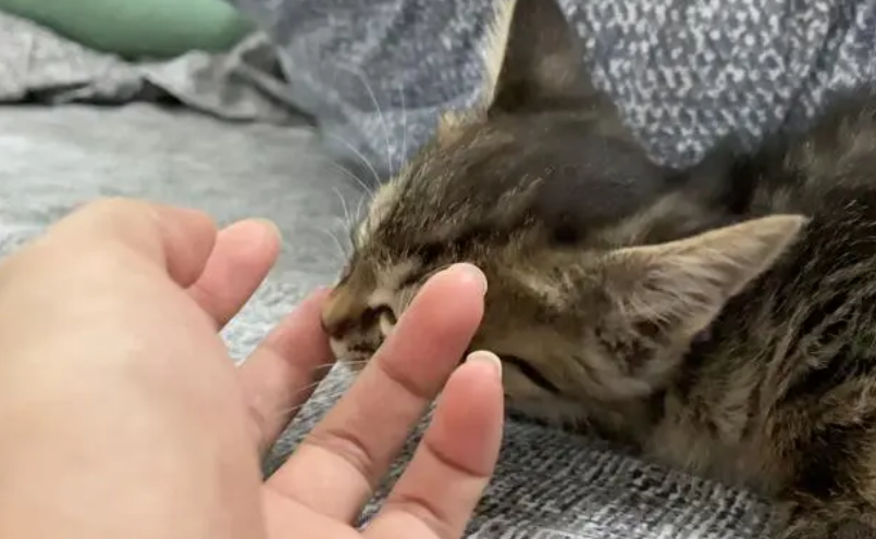 猫咪为什么会吃手 猫咪为什么会吃手