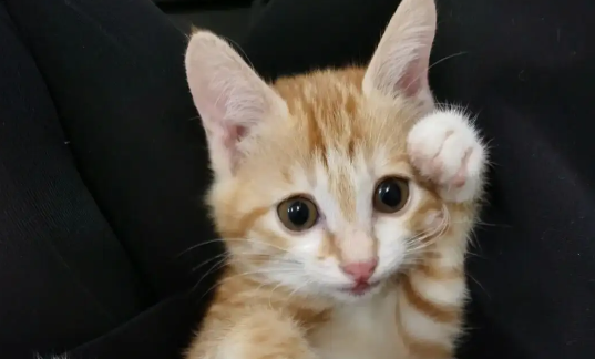 宠物猫阿狄森氏病症状有哪些? 宠物猫阿狄森氏病症状有哪些?